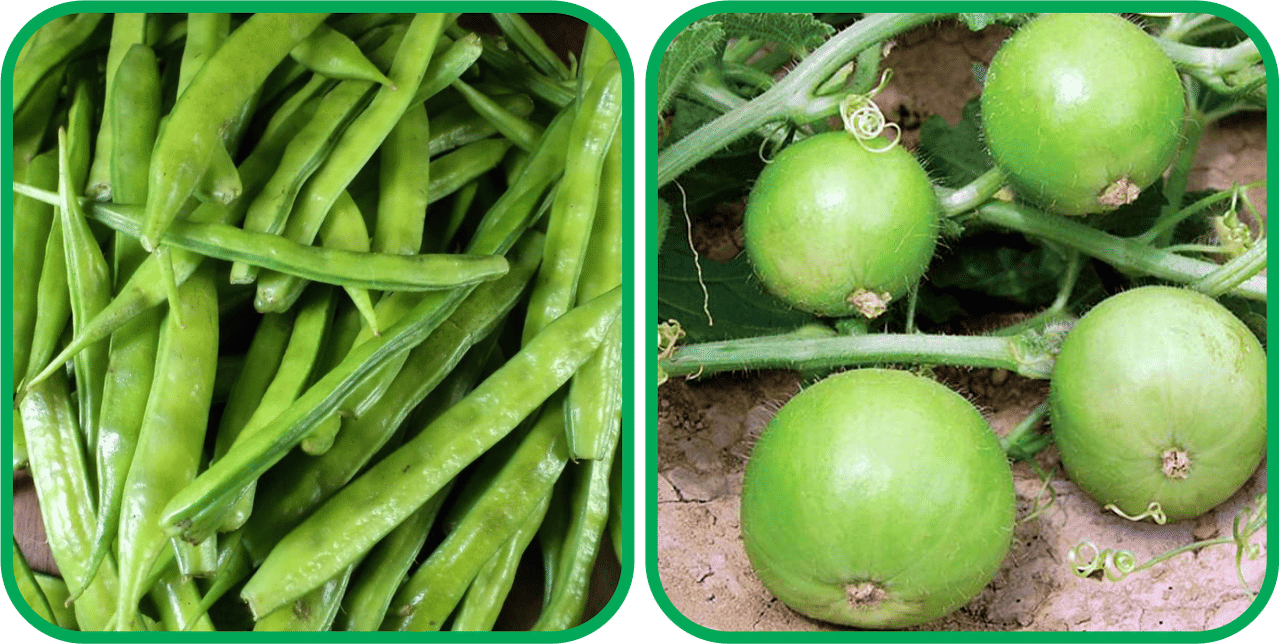 Aero Seeds Tinda ( 30 Seeds) And Cluster Beans ( 50 Seeds) Vegetable Seeds Pack Aero Seeds Tinda ( 30 Seeds) And Cluster Beans ( 50 Seeds) Vegetable Seeds Pack