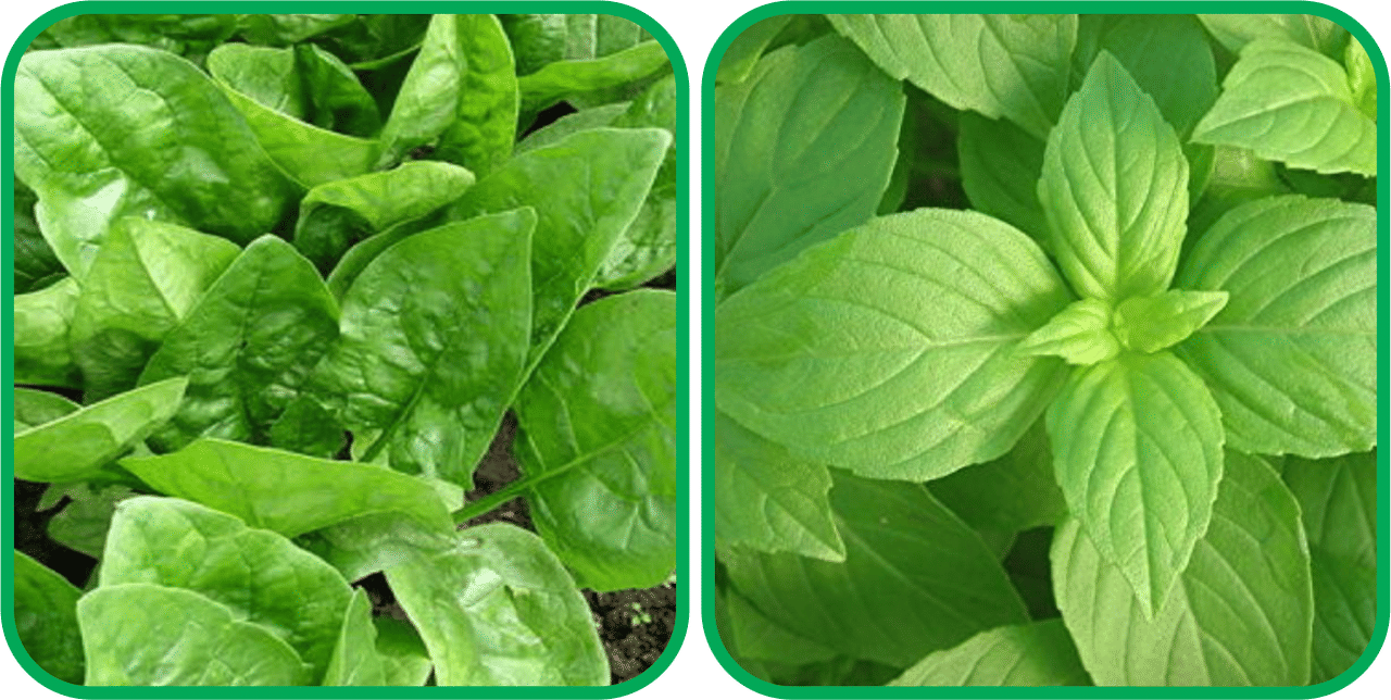     			Aero Seeds Lemon Basil ( 100 Seeds) And Spinach (200 Seeds) Vegetable Seeds Pack