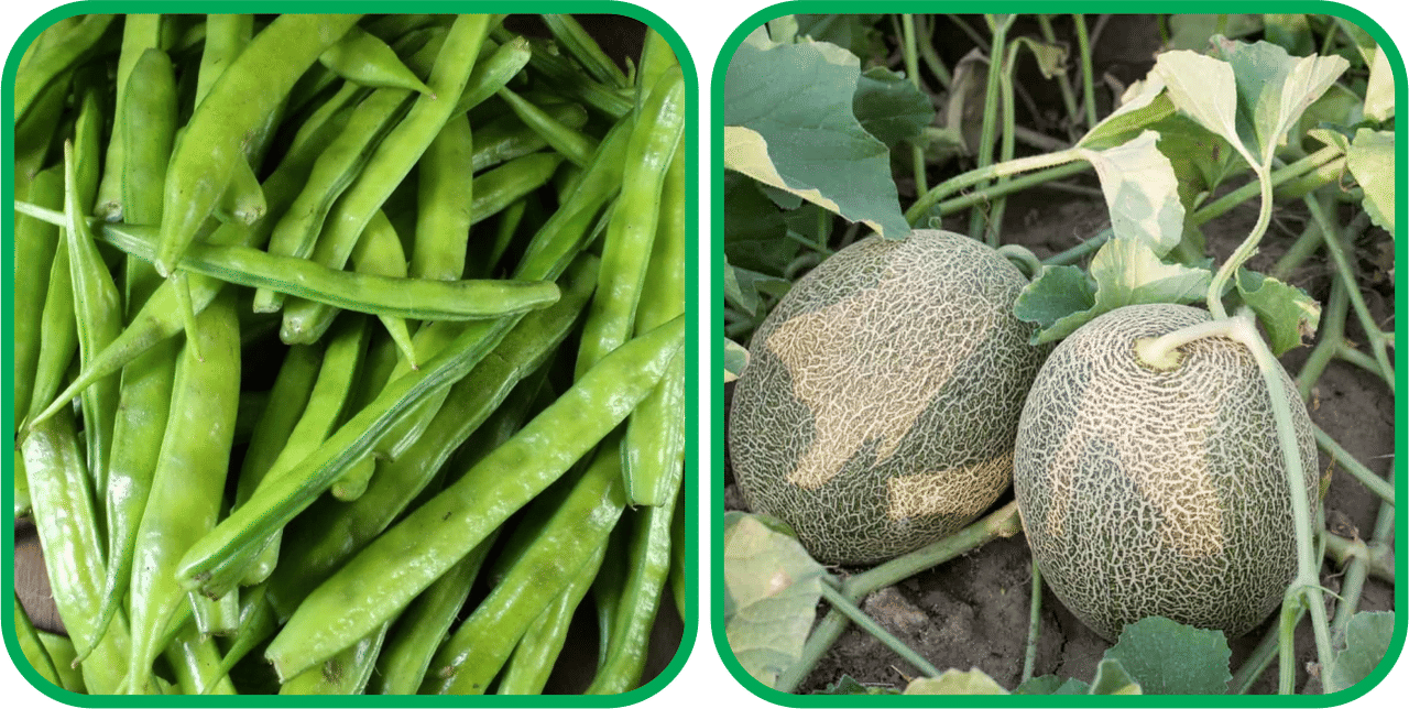 Aero Seeds Muskmelon ( 30 Seeds) And Cluster Beans ( 50 Seeds) Vegetable Seeds Pack Aero Seeds Muskmelon ( 30 Seeds) And Cluster Beans ( 50 Seeds) Vegetable Seeds Pack