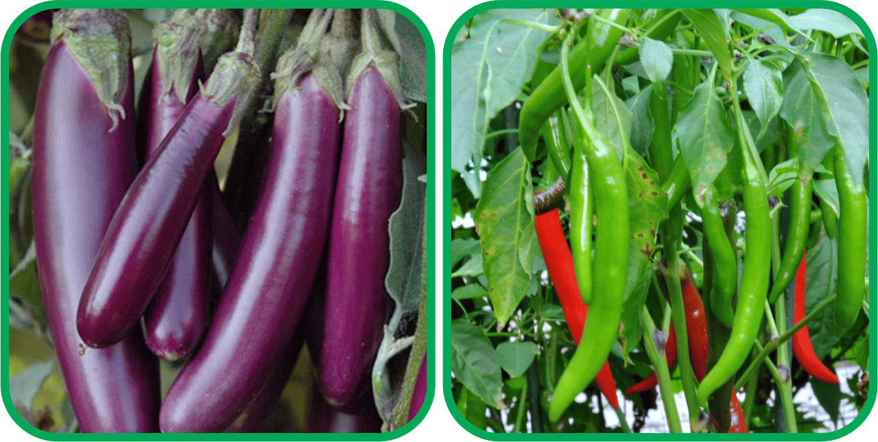 Aero Seeds Chilli (50 Seeds) And Brinjal Purple Long (30 Seeds) Vegetable Seeds Pack Aero Seeds Chilli (50 Seeds) And Brinjal Purple Long (30 Seeds) Vegetable Seeds Pack