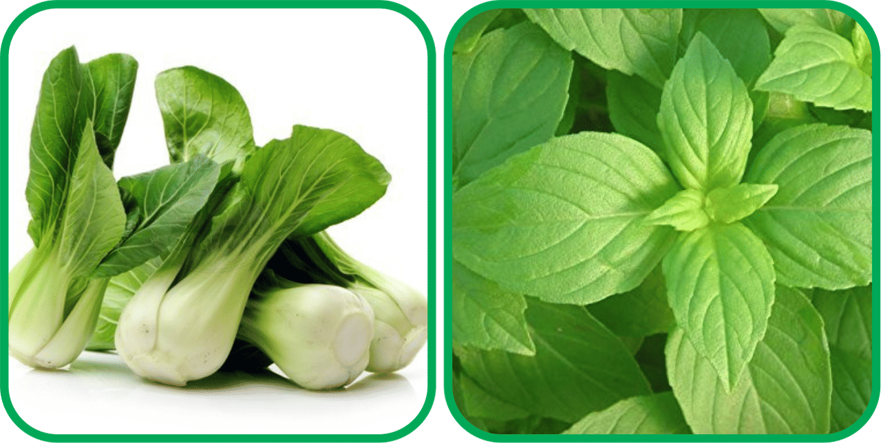     			Aero Seeds Lemon Basil ( 100 Seeds) And Pak Choi ( 50 Seeds) Vegetable Seeds Pack