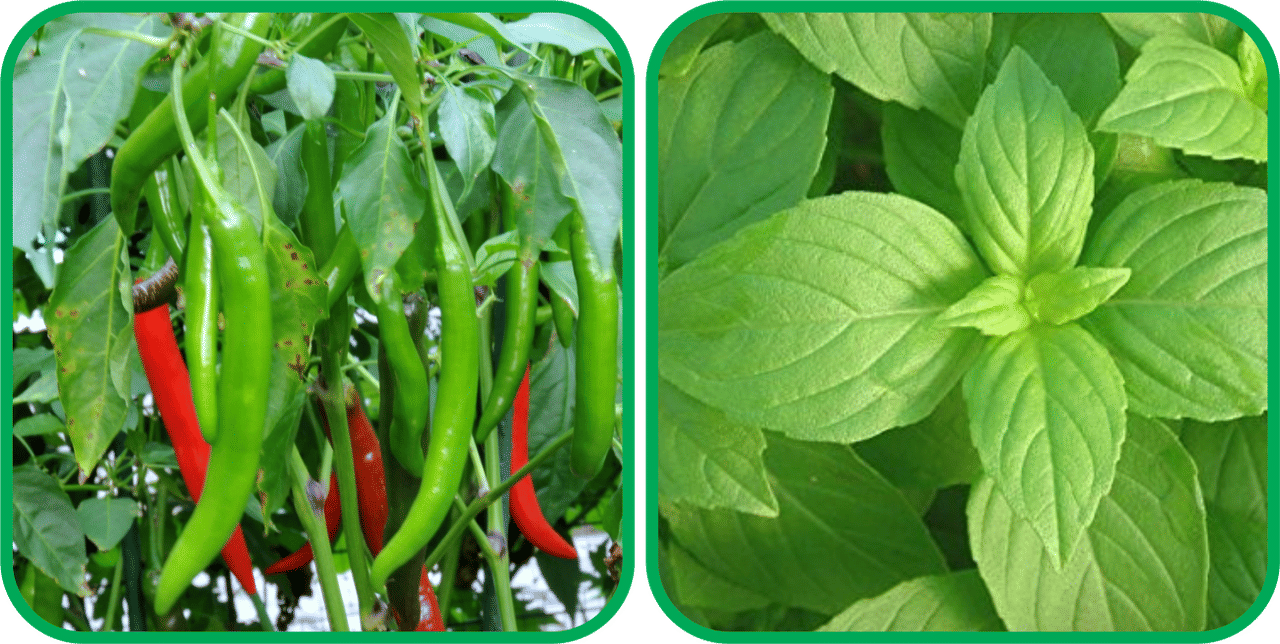 Aero Seeds Lemon Basil ( 100 Seeds) And Chilli (50 Seeds) Vegetable Seeds Pack Aero Seeds Lemon Basil ( 100 Seeds) And Chilli (50 Seeds) Vegetable Seeds Pack