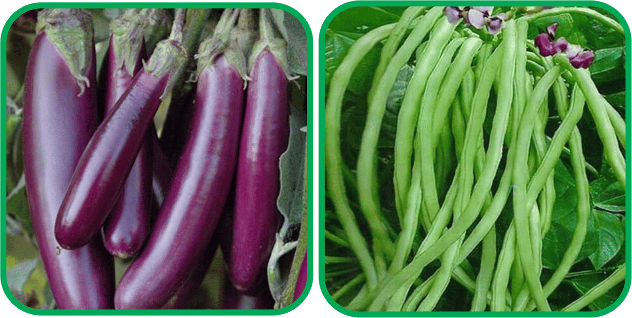     			Aero Seeds Lobiya ( 30 Seeds) And Brinjal Purple Long (30 Seeds) Vegetable Seeds Pack