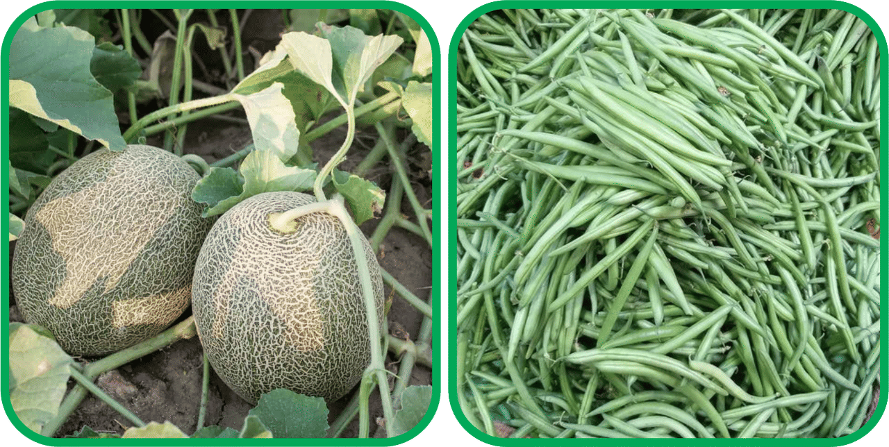     			Aero Seeds French Beans ( 30 Seeds) And Muskmelon ( 30 Seeds) Vegetable Seeds Pack