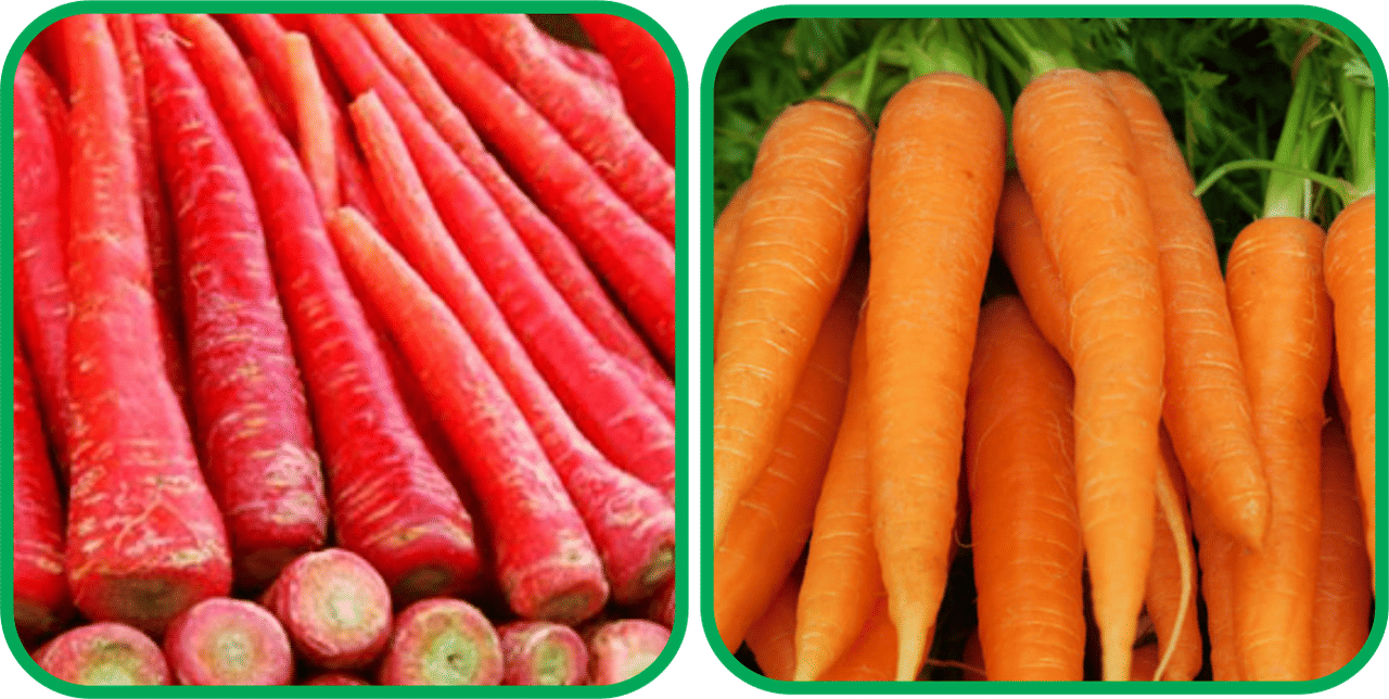 Aero Seeds English Carrot ( 100 Seeds) And Redish Red ( 100 Seeds) Vegetable Seeds Pack     			Aero Seeds English Carrot ( 100 Seeds) And Redish Red ( 100 Seeds) Vegetable Seeds Pack