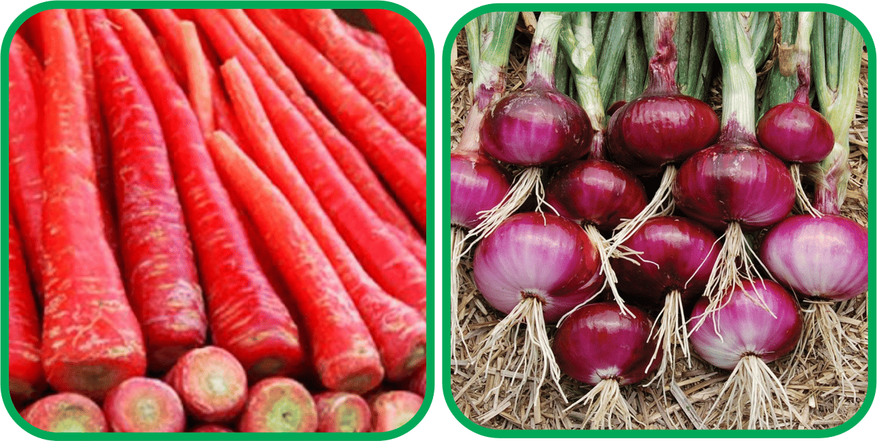 Aero Seeds Red Onion ( 200 Seeds) And Redish Red ( 100 Seeds) Vegetable Seeds Pack     			Aero Seeds Red Onion ( 200 Seeds) And Redish Red ( 100 Seeds) Vegetable Seeds Pack