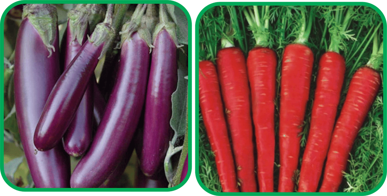 Aero Seeds Red Carrot ( 200 Seeds) And Brinjal Purple Long (30 Seeds) Vegetable Seeds Pack Aero Seeds Red Carrot ( 200 Seeds) And Brinjal Purple Long (30 Seeds) Vegetable Seeds Pack
