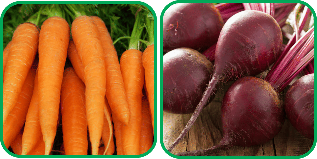 Aero Seeds Beetroot ( 100 Seeds) And English Carrot ( 100 Seeds) Vegetable Seeds Pack Aero Seeds Beetroot ( 100 Seeds) And English Carrot ( 100 Seeds) Vegetable Seeds Pack