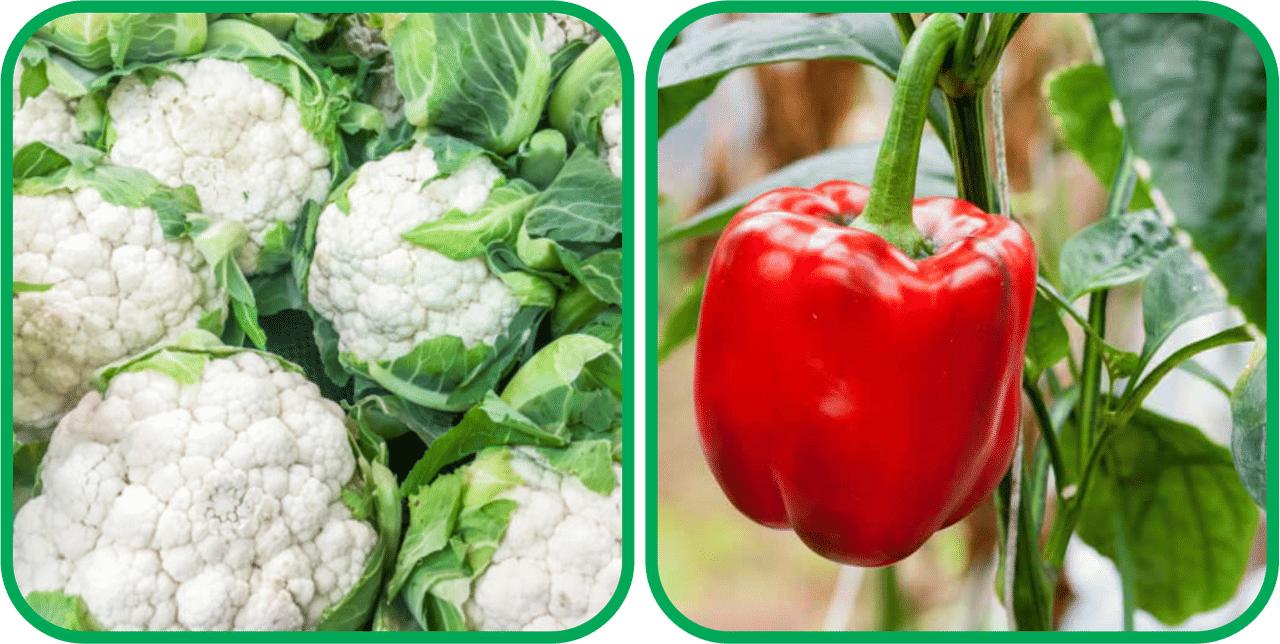 Aero Seeds Capsicum Red ( 30 Seeds) And Cauliflower ( 50 Seeds) Vegetable Seeds Pack Aero Seeds Capsicum Red ( 30 Seeds) And Cauliflower ( 50 Seeds) Vegetable Seeds Pack