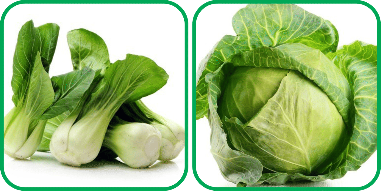 Aero Seeds Cabbage ( 50 Seeds) And Pak Choi ( 50 Seeds) Vegetable Seeds Pack Aero Seeds Cabbage ( 50 Seeds) And Pak Choi ( 50 Seeds) Vegetable Seeds Pack