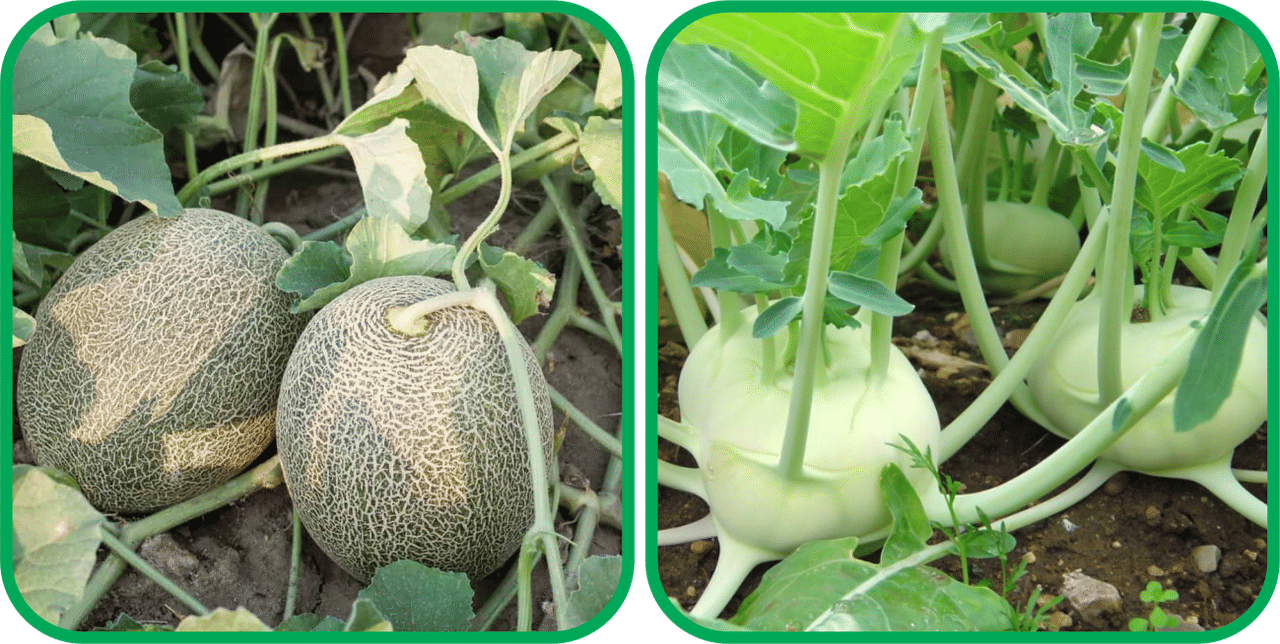 Aero Seeds Knol Khol ( 50 Seeds) And Muskmelon ( 30 Seeds) Vegetable Seeds Pack Aero Seeds Knol Khol ( 50 Seeds) And Muskmelon ( 30 Seeds) Vegetable Seeds Pack