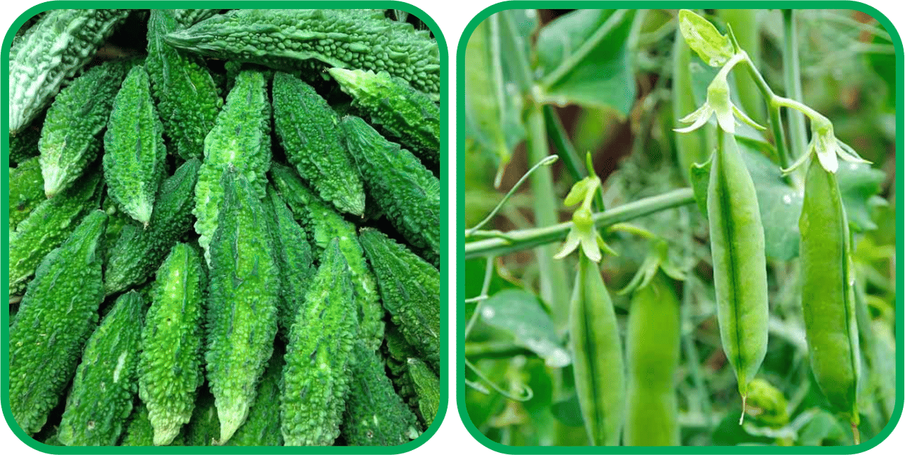 Aero Seeds Peas ( 30 Seeds) And Bitter Gourd ( 30 Seeds) Vegetable Seeds Pack Aero Seeds Peas ( 30 Seeds) And Bitter Gourd ( 30 Seeds) Vegetable Seeds Pack