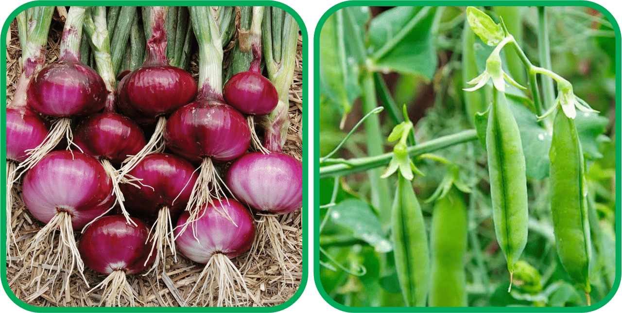     			Aero Seeds Peas ( 30 Seeds) And Red Onion ( 200 Seeds) Vegetable Seeds Pack