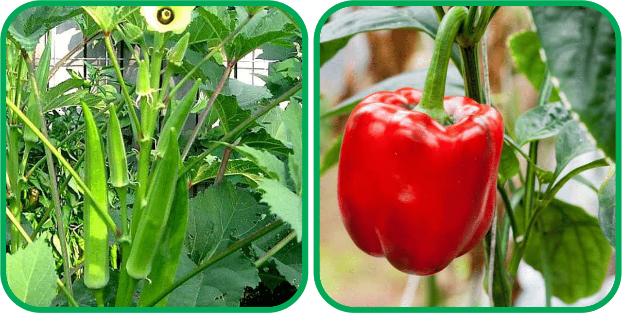 Aero Seeds Capsicum Red ( 30 Seeds) And Lady Finger ( 30 Seeds) Vegetable Seeds Pack Aero Seeds Capsicum Red ( 30 Seeds) And Lady Finger ( 30 Seeds) Vegetable Seeds Pack