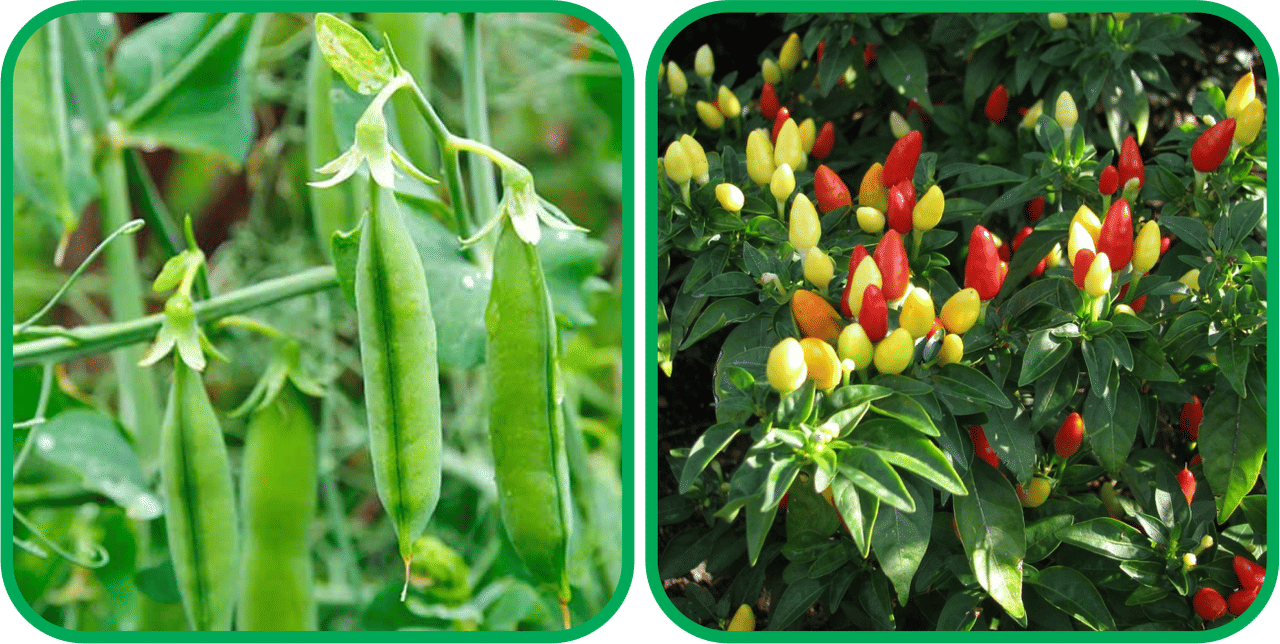 Aero Seeds Ornamental Chilli ( 30 Seeds) And Peas ( 30 Seeds) Vegetable Seeds Pack Aero Seeds Ornamental Chilli ( 30 Seeds) And Peas ( 30 Seeds) Vegetable Seeds Pack