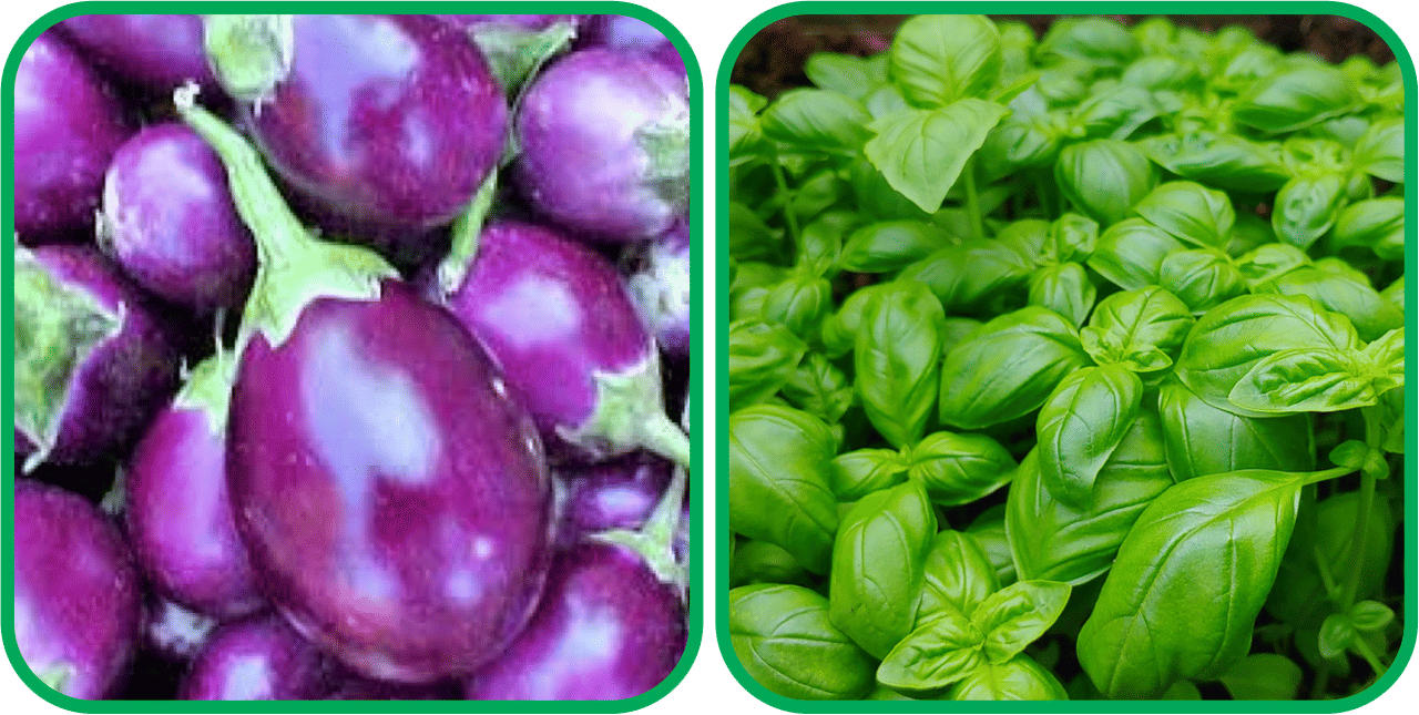Aero Seeds Basil Green ( 100 Seeds) And Brinjal Purple Round ( 30 Seeds) Vegetable Seeds Pack     			Aero Seeds Basil Green ( 100 Seeds) And Brinjal Purple Round ( 30 Seeds) Vegetable Seeds Pack