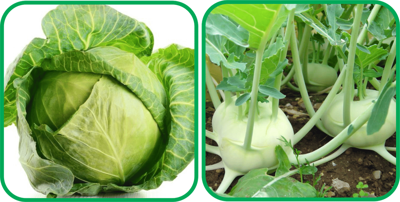 Aero Seeds Knol Khol ( 50 Seeds) And Cabbage ( 50 Seeds) Vegetable Seeds Pack Aero Seeds Knol Khol ( 50 Seeds) And Cabbage ( 50 Seeds) Vegetable Seeds Pack