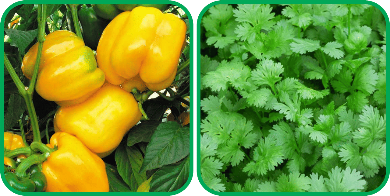 Aero Seeds Coriander (200 Seeds) And Capsicum Yellow ( 30 Seeds) Vegetable Seeds Pack Aero Seeds Coriander (200 Seeds) And Capsicum Yellow ( 30 Seeds) Vegetable Seeds Pack