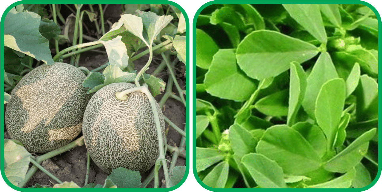     			Aero Seeds Fenugreek (200 Seeds) And Muskmelon ( 30 Seeds) Vegetable Seeds Pack