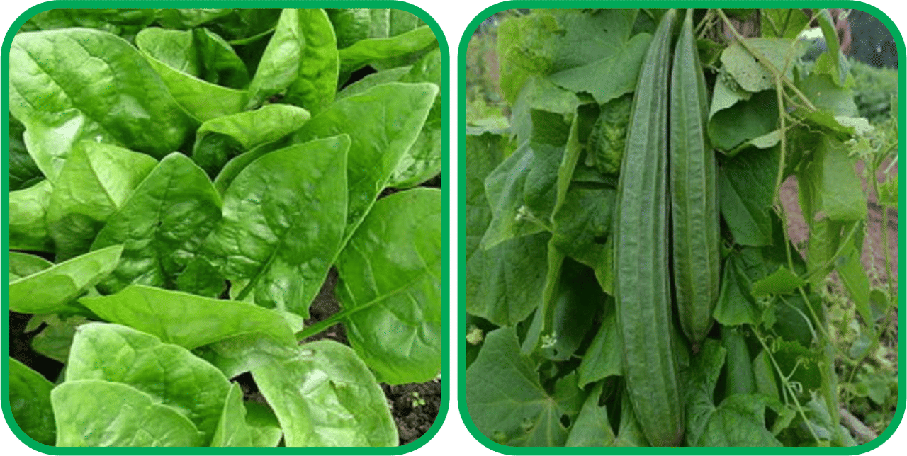     			Aero Seeds Ridge Gourd (30 Seeds) And Spinach (200 Seeds) Vegetable Seeds Pack