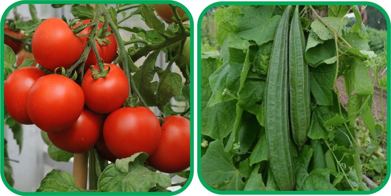     			Aero Seeds Ridge Gourd (30 Seeds) And Tomato ( 50 Seeds) Vegetable Seeds Pack