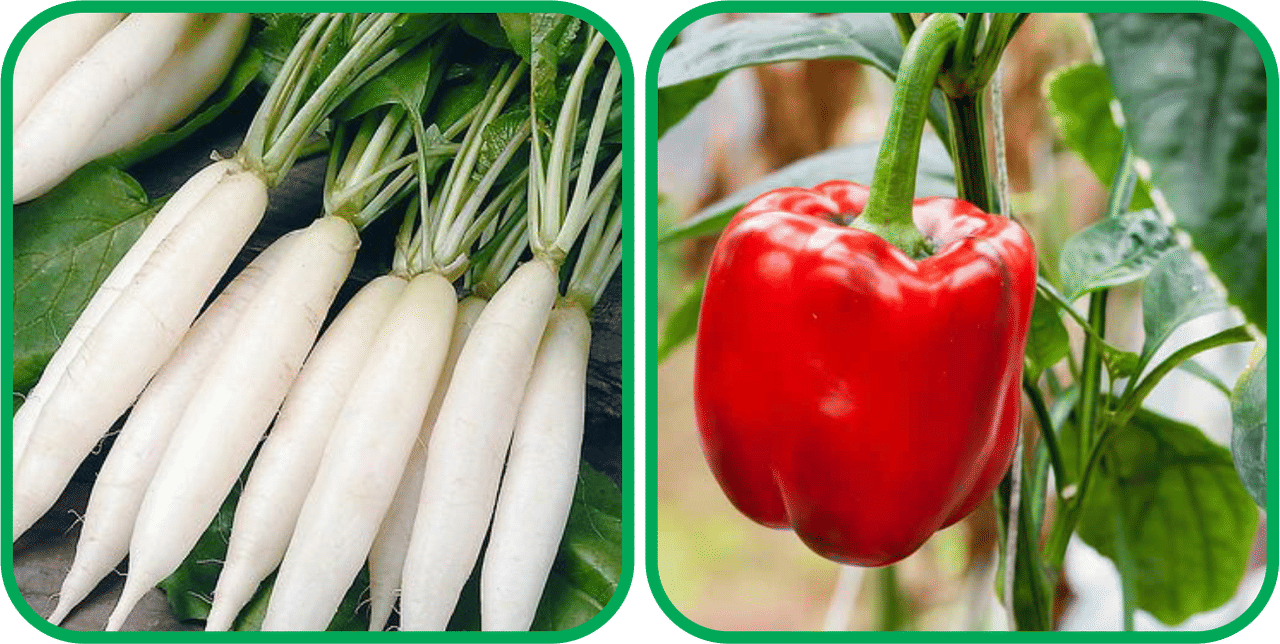     			Aero Seeds Capsicum Red ( 30 Seeds) And Radish White Long (100 Seeds) Vegetable Seeds Pack