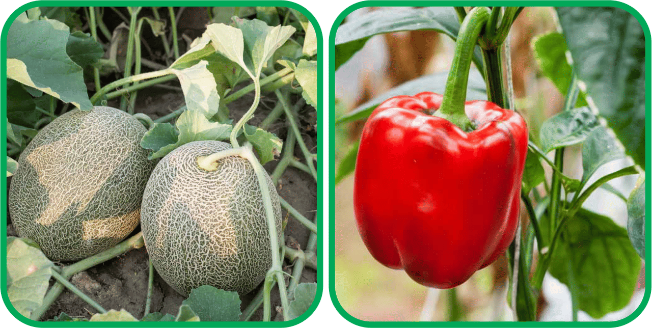     			Aero Seeds Capsicum Red ( 30 Seeds) And Muskmelon ( 30 Seeds) Vegetable Seeds Pack