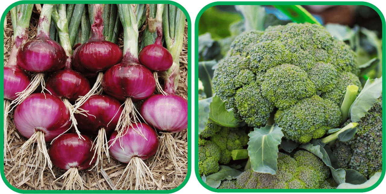 Aero Seeds Broccoli ( 50 Seeds) And Red Onion ( 200 Seeds) Vegetable Seeds Pack Aero Seeds Broccoli ( 50 Seeds) And Red Onion ( 200 Seeds) Vegetable Seeds Pack