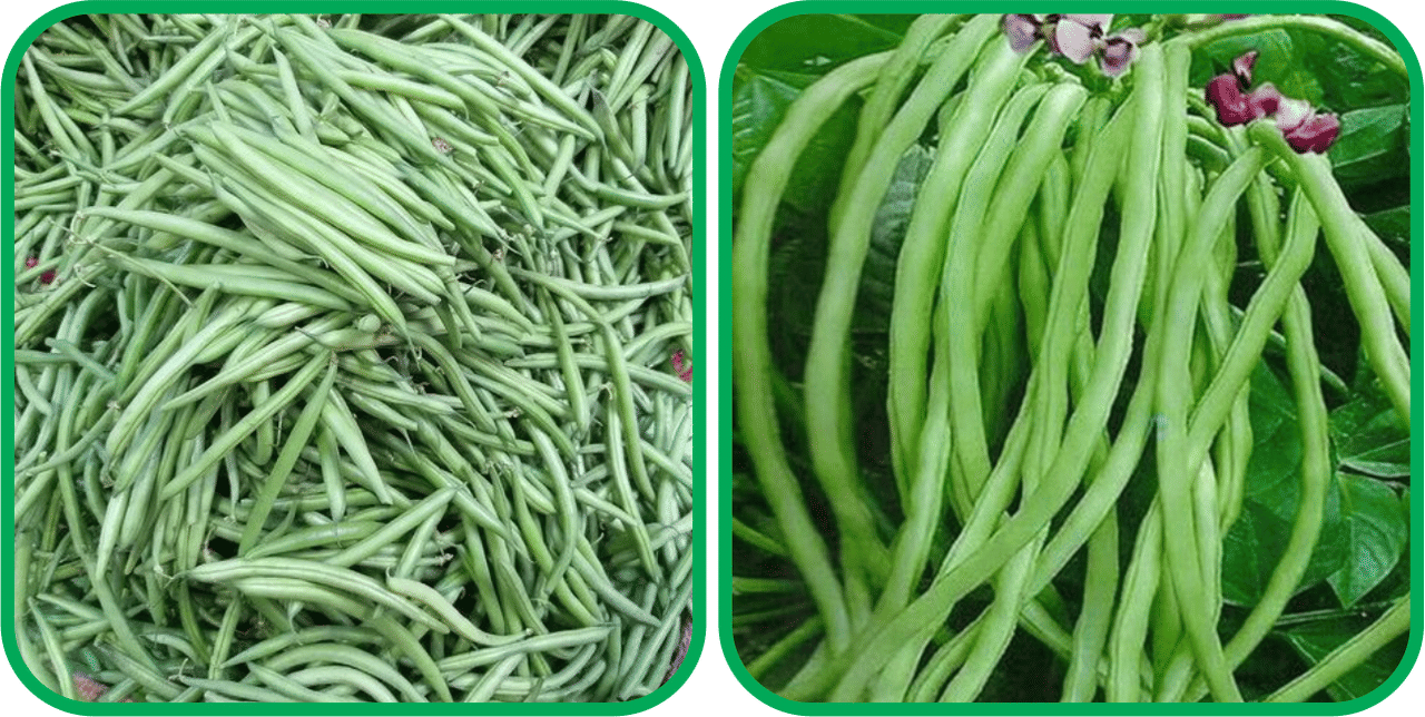     			Aero Seeds Lobiya ( 30 Seeds) And French Beans ( 30 Seeds) Vegetable Seeds Pack