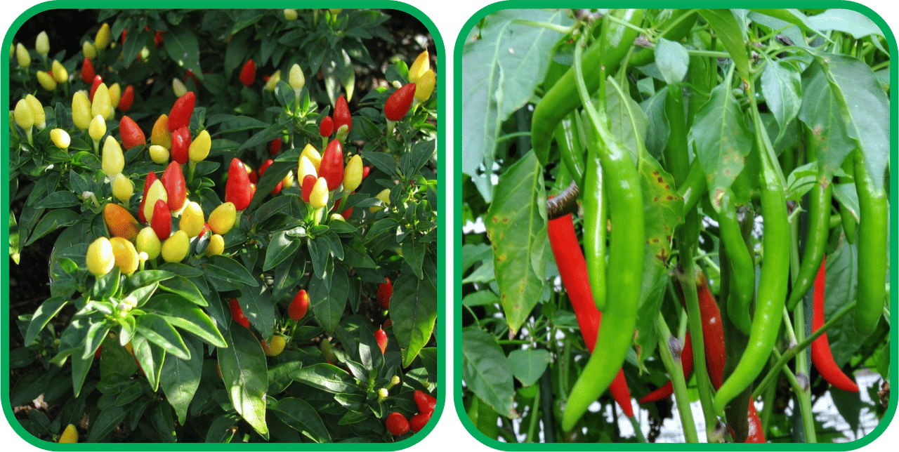     			Aero Seeds Chilli (50 Seeds) And Ornamental Chilli ( 30 Seeds) Vegetable Seeds Pack