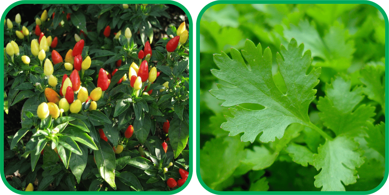     			Aero Seeds Parsley ( 100 Seeds) And Ornamental Chilli ( 30 Seeds) Vegetable Seeds Pack