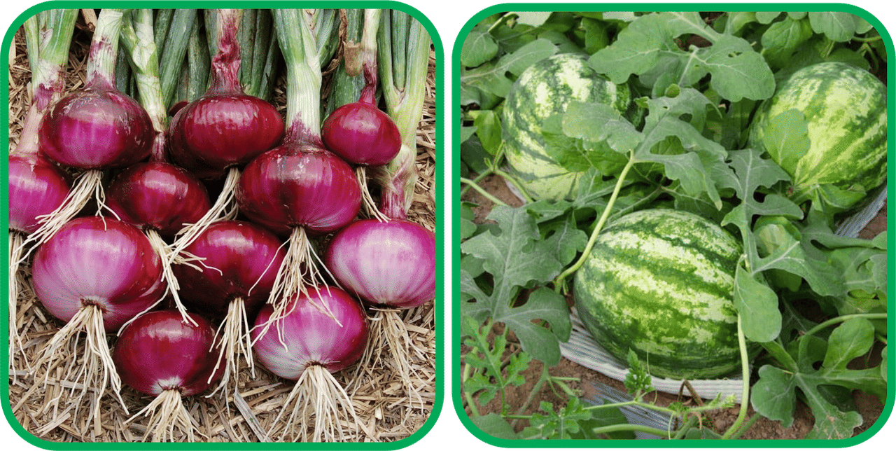     			Aero Seeds Watermelon ( 30 Seeds) And Red Onion ( 200 Seeds) Vegetable Seeds Pack