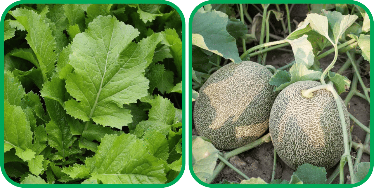 Aero Seeds Muskmelon ( 30 Seeds) And Mustard (200 Seeds) Vegetable Seeds Pack Aero Seeds Muskmelon ( 30 Seeds) And Mustard (200 Seeds) Vegetable Seeds Pack
