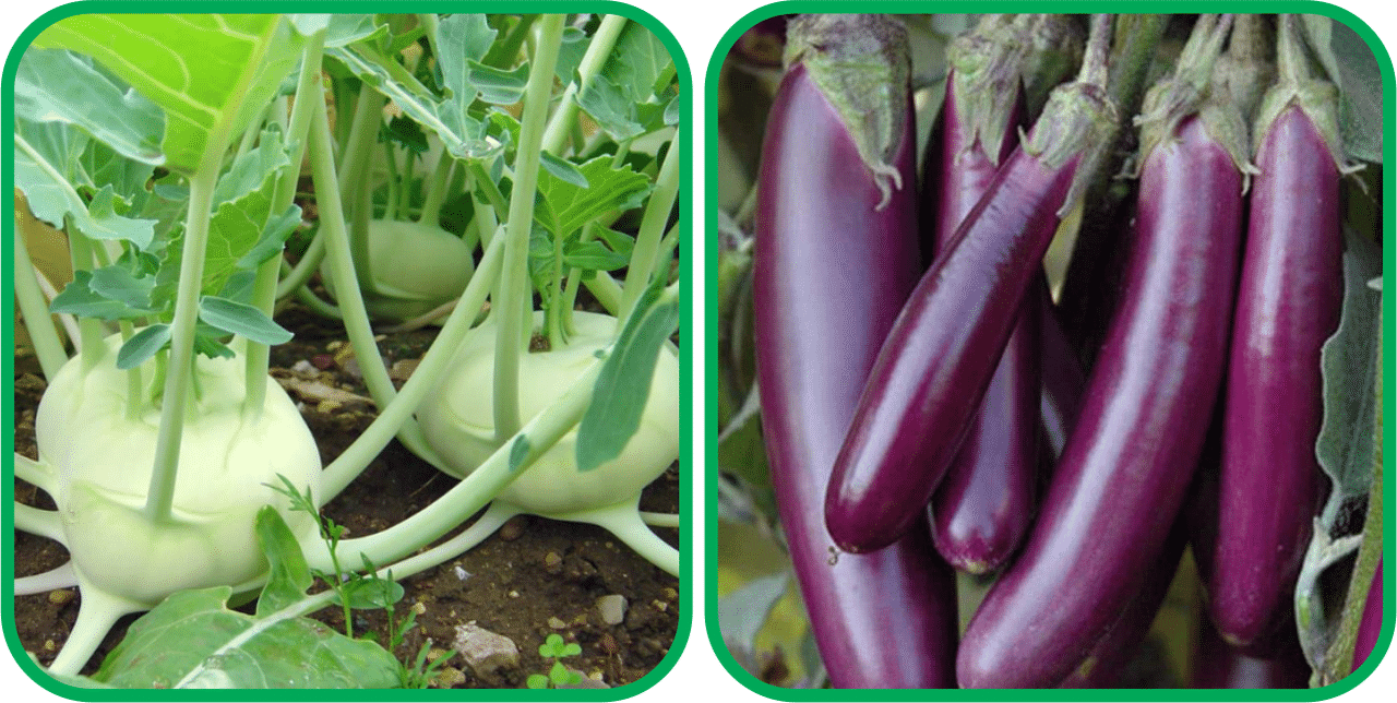 Aero Seeds Brinjal Purple Long (30 Seeds) And Knol Khol ( 50 Seeds) Vegetable Seeds Pack Aero Seeds Brinjal Purple Long (30 Seeds) And Knol Khol ( 50 Seeds) Vegetable Seeds Pack