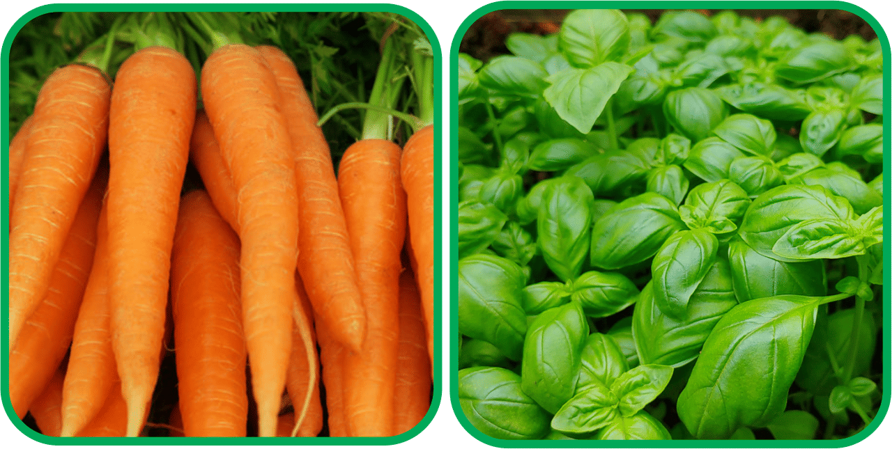 Aero Seeds Basil Green ( 100 Seeds) And English Carrot ( 100 Seeds) Vegetable Seeds Pack Aero Seeds Basil Green ( 100 Seeds) And English Carrot ( 100 Seeds) Vegetable Seeds Pack