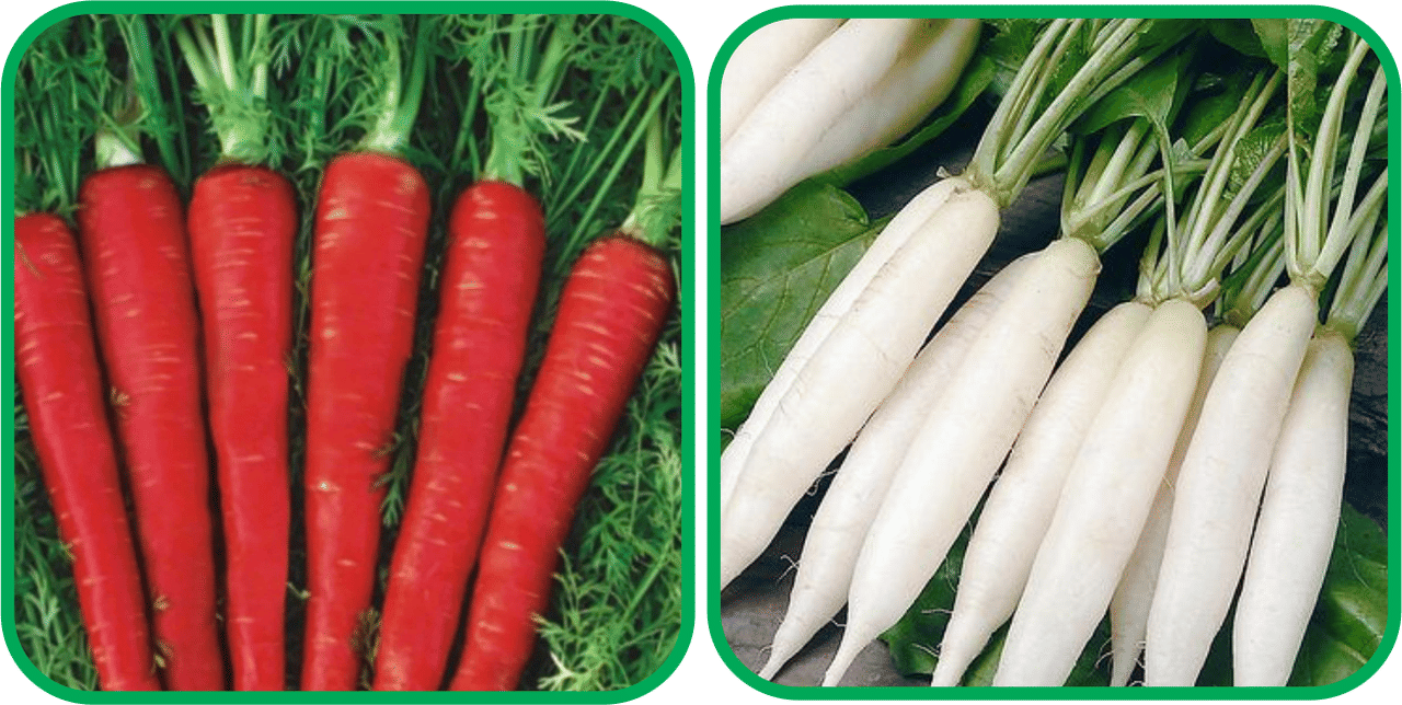     			Aero Seeds Radish White Long (100 Seeds) And Red Carrot ( 200 Seeds) Vegetable Seeds Pack