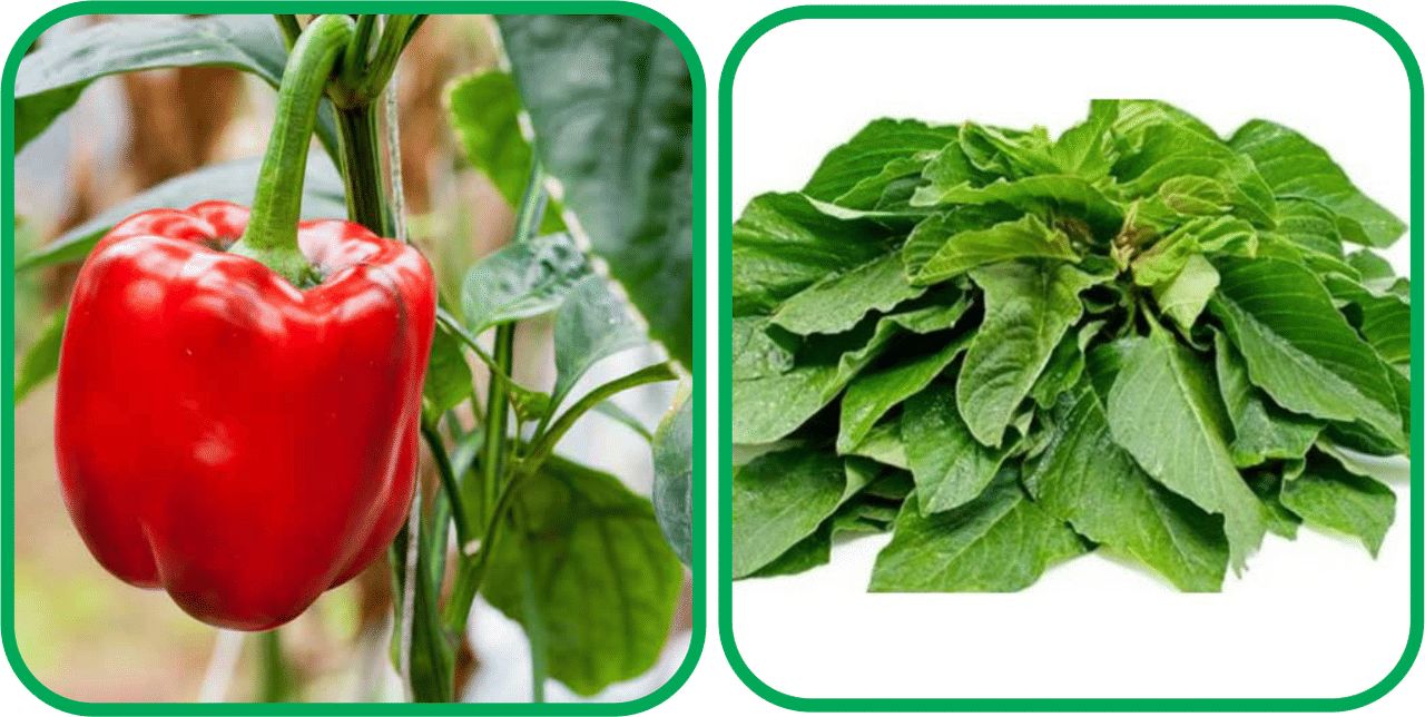 Aero Seeds Green Amaranth ( 200 Seeds) And Capsicum Red ( 30 Seeds) Vegetable Seeds Pack Aero Seeds Green Amaranth ( 200 Seeds) And Capsicum Red ( 30 Seeds) Vegetable Seeds Pack
