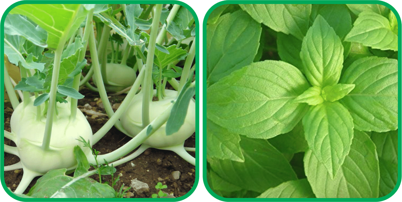 Aero Seeds Lemon Basil ( 100 Seeds) And Knol Khol ( 50 Seeds) Vegetable Seeds Pack Aero Seeds Lemon Basil ( 100 Seeds) And Knol Khol ( 50 Seeds) Vegetable Seeds Pack