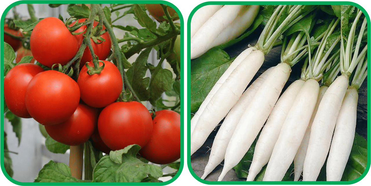 Aero Seeds Radish White Long (100 Seeds) And Tomato ( 50 Seeds) Vegetable Seeds Pack Aero Seeds Radish White Long (100 Seeds) And Tomato ( 50 Seeds) Vegetable Seeds Pack