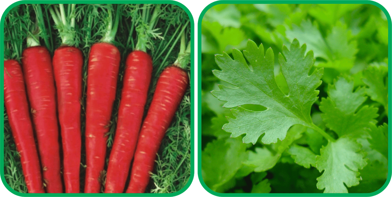     			Aero Seeds Parsley ( 100 Seeds) And Red Carrot ( 200 Seeds) Vegetable Seeds Pack