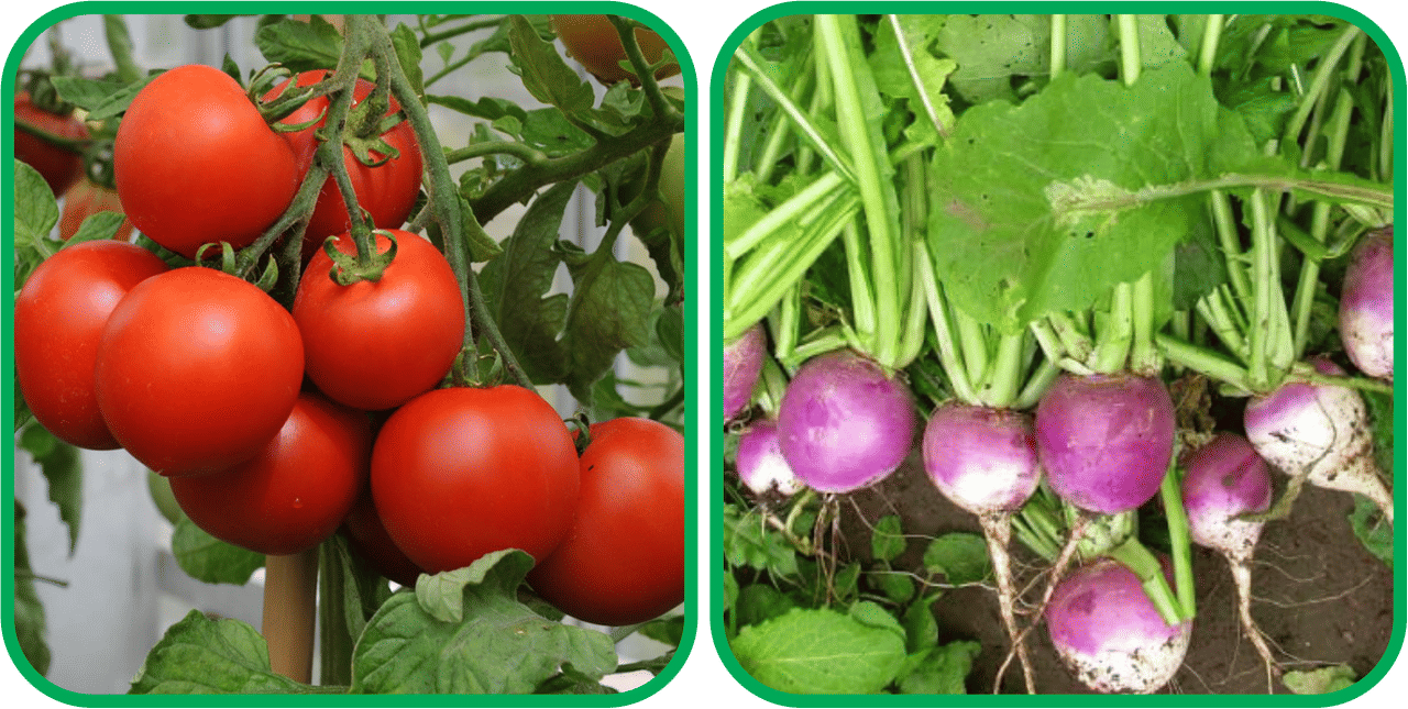 Aero Seeds Turnip ( 100 Seeds) And Tomato ( 50 Seeds) Vegetable Seeds Pack Aero Seeds Turnip ( 100 Seeds) And Tomato ( 50 Seeds) Vegetable Seeds Pack