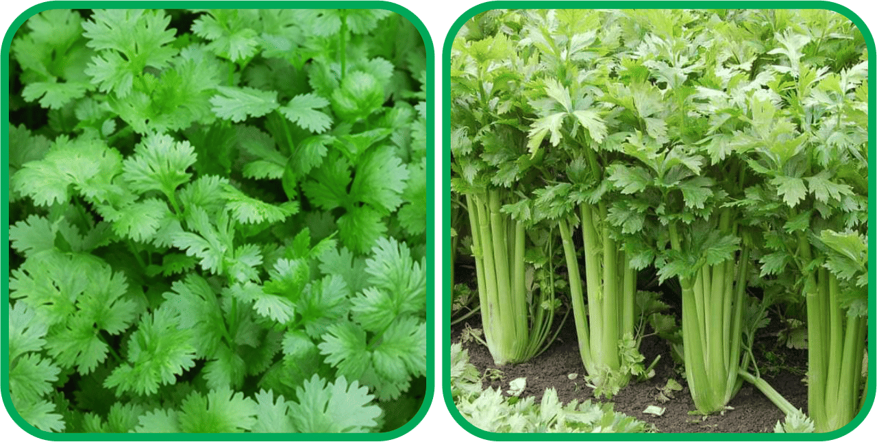 Aero Seeds Celery ( 100 Seeds) And Coriander (200 Seeds) Vegetable Seeds Pack Aero Seeds Celery ( 100 Seeds) And Coriander (200 Seeds) Vegetable Seeds Pack