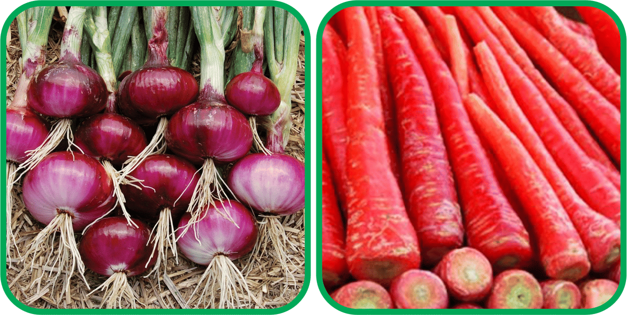     			Aero Seeds Redish Red ( 100 Seeds) And Red Onion ( 200 Seeds) Vegetable Seeds Pack