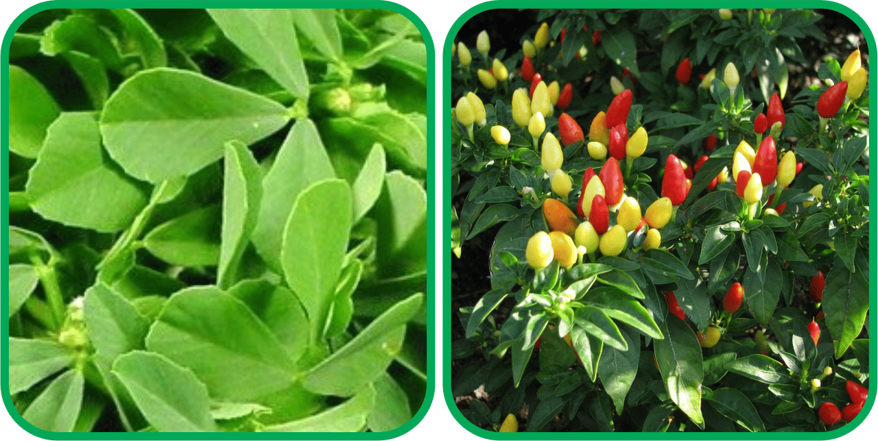     			Aero Seeds Ornamental Chilli ( 30 Seeds) And Fenugreek (200 Seeds) Vegetable Seeds Pack