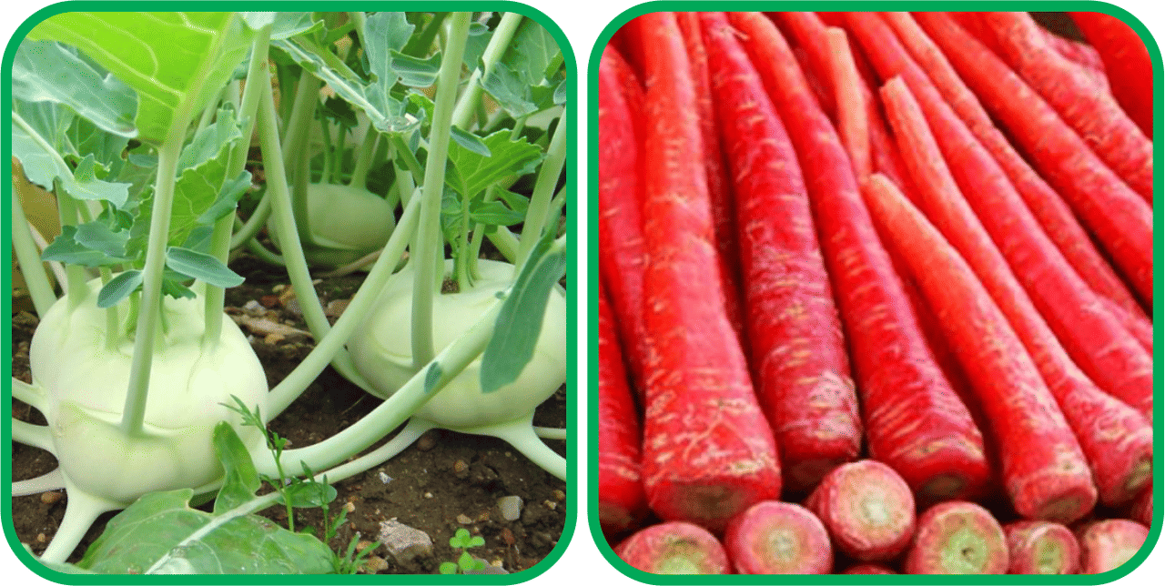 Aero Seeds Redish Red ( 100 Seeds) And Knol Khol ( 50 Seeds) Vegetable Seeds Pack     			Aero Seeds Redish Red ( 100 Seeds) And Knol Khol ( 50 Seeds) Vegetable Seeds Pack