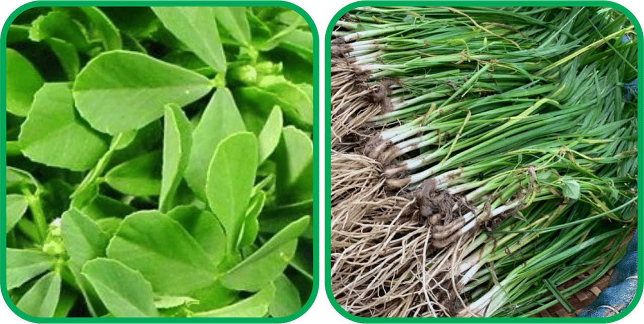 Aero Seeds Garlic Chives ( 50 Seeds) And Fenugreek (200 Seeds) Vegetable Seeds Pack Aero Seeds Garlic Chives ( 50 Seeds) And Fenugreek (200 Seeds) Vegetable Seeds Pack