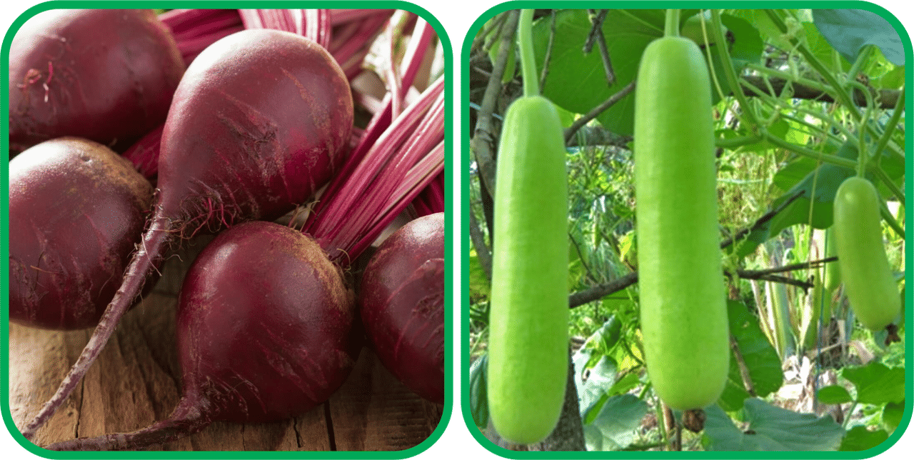     			Aero Seeds Bottle Gourd Long ( 30 Seeds) And Beetroot ( 100 Seeds) Vegetable Seeds Pack