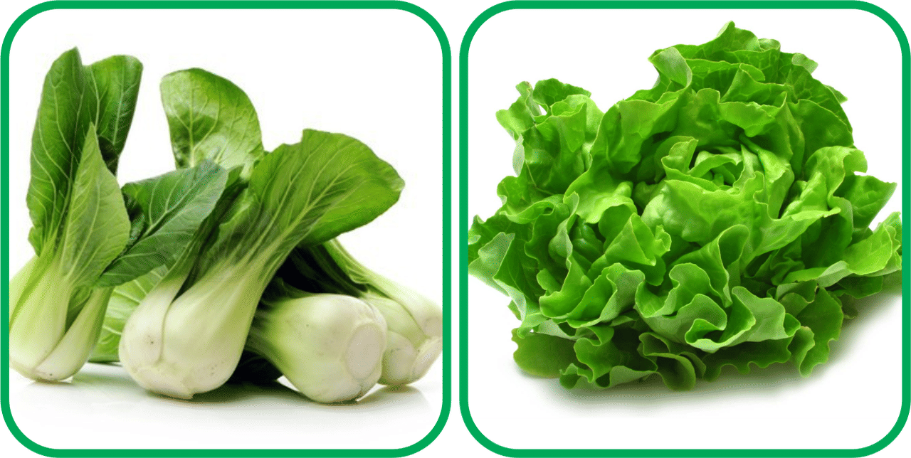 Aero Seeds Lettuce ( 100 Seeds) And Pak Choi ( 50 Seeds) Vegetable Seeds Pack Aero Seeds Lettuce ( 100 Seeds) And Pak Choi ( 50 Seeds) Vegetable Seeds Pack
