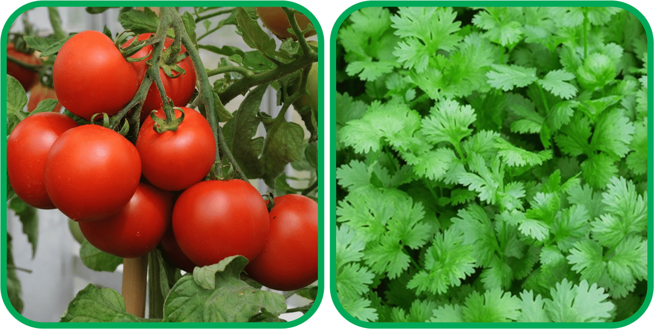     			Aero Seeds Coriander (200 Seeds) And Tomato ( 50 Seeds) Vegetable Seeds Pack