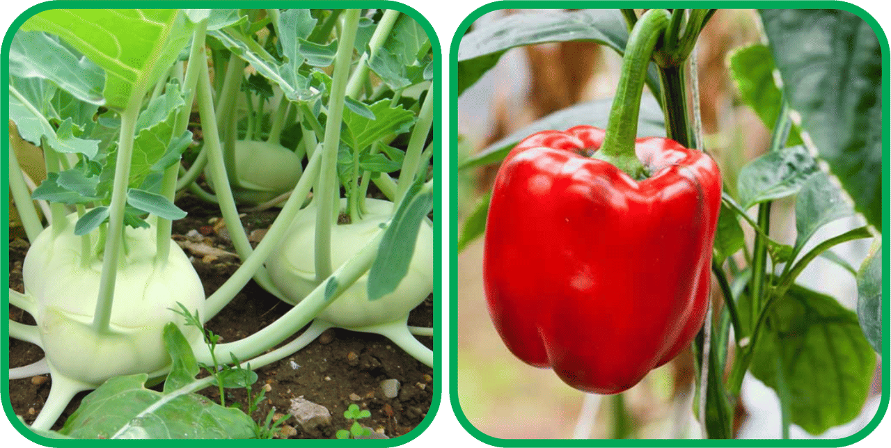 Aero Seeds Capsicum Red ( 30 Seeds) And Knol Khol ( 50 Seeds) Vegetable Seeds Pack Aero Seeds Capsicum Red ( 30 Seeds) And Knol Khol ( 50 Seeds) Vegetable Seeds Pack